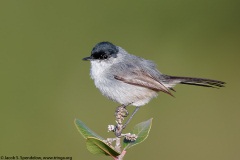 California Gnatcatcher