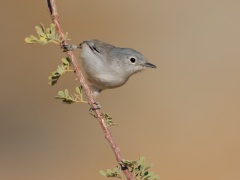 Black-tailed Gnatcatcher