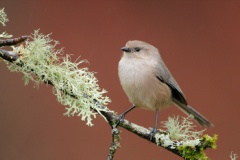 Bushtit