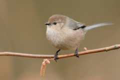 Bushtit