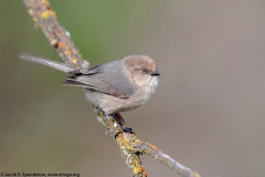 Bushtit