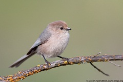 Bushtit