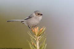 Bushtit