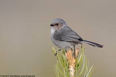 Bushtit