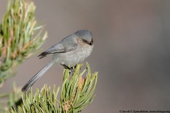 Bushtit