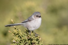 Bushtit