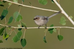 Bushtit