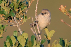 Bushtit