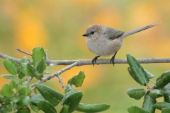 Bushtit