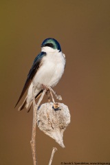 Tree Swallow