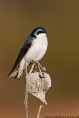 Tree Swallow