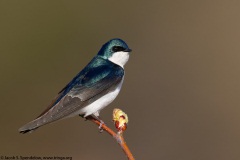 Tree Swallow