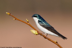 Tree Swallow