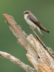 Tree Swallow