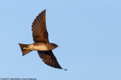 Purple Martin