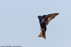 Purple Martin