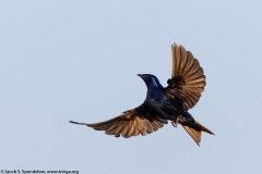 Purple Martin