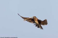 Purple Martin