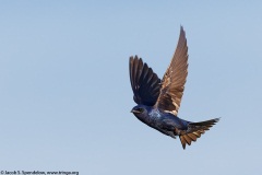 Purple Martin