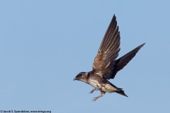 Purple Martin