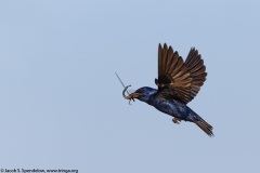 Purple Martin