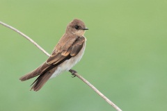 Northern Rough-winged Swallow