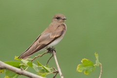 Northern Rough-winged Swallow