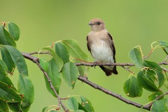 Northern Rough-winged Swallow