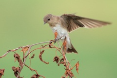 Northern Rough-winged Swallow