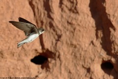 Bank Swallow