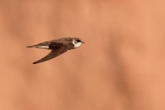 Bank Swallow