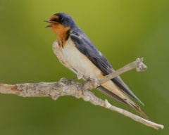 Barn Swallow