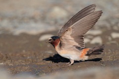 Cliff Swallow