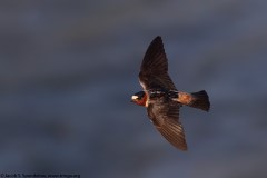 Cliff Swallow