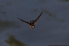 Cliff Swallow