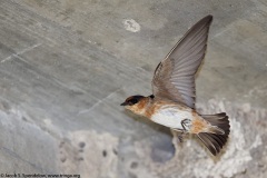 Cave Swallow