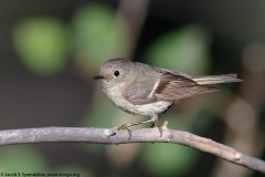 Ruby-crowned Kinglet