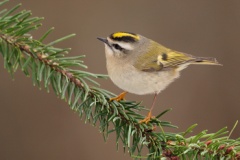 Golden-crowned Kinglet