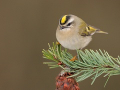 Golden-crowned Kinglet