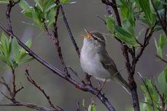 Arctic Warbler