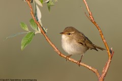 Arctic Warbler