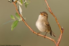 Arctic Warbler