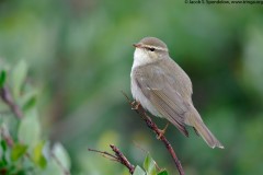 Arctic Warbler