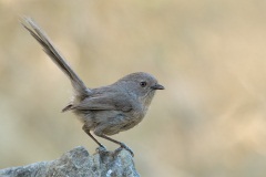 Wrentit