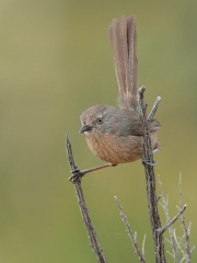 Wrentit