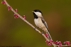 Carolina Chickadee