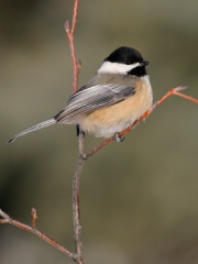 Black-capped Chickadee