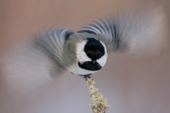 Black-capped Chickadee