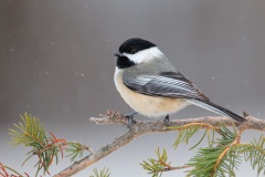 Black-capped Chickadee