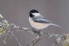 Black-capped Chickadee